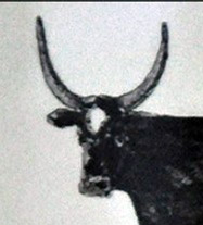 Robes et forme des cornes du Taureau Camargue - (7 - 12)