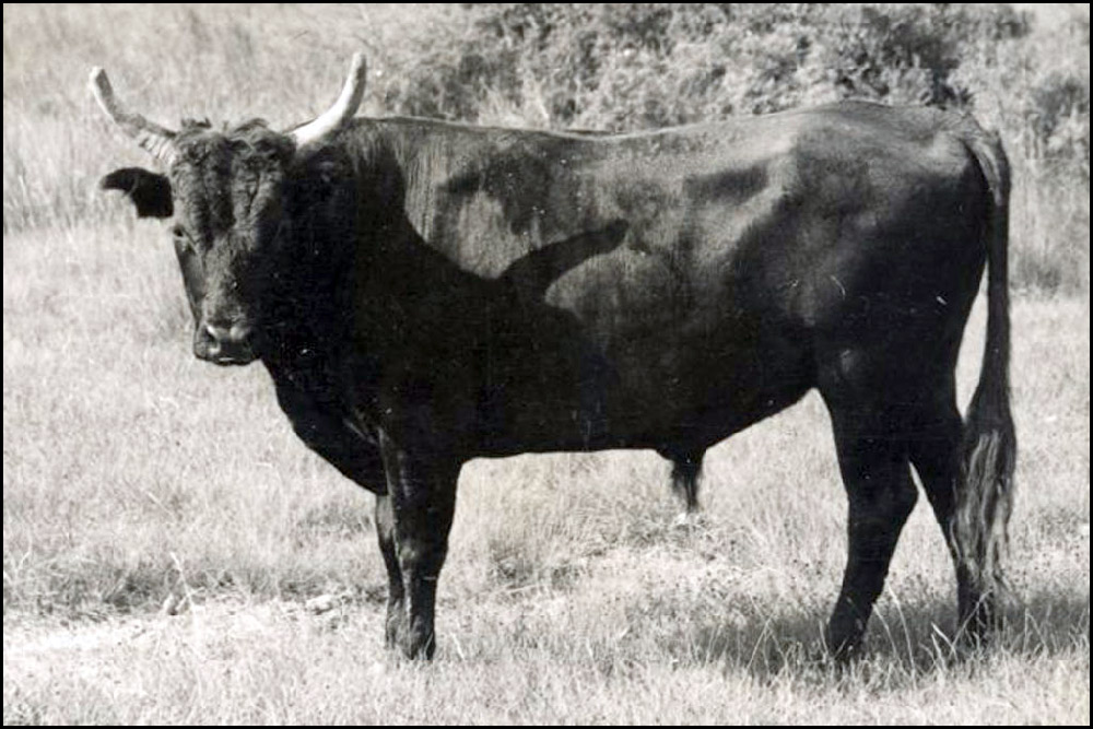Vovo