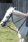 Les soins du cheval Camargue