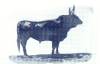 Lou Sanglié (Le Sanglier) de Monsieur Fernand GRANON : <br>ses courses