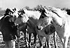 Le cheval camargue.