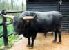 1. Aux origines de la tauromachie.
