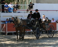 La 36e Foire aux chevaux de Fourques
