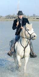 Association des Eleveurs de chevaux de race Camargue - 2006
