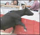 CAMARINA, manade CHAUVET, un cocardier d'exception...