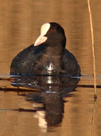 Matinée "Foulques et canards hivernants"