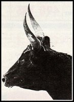 SEGREN de la manade GUILLIERME