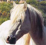 Les manades de chevaux de race Camargue
