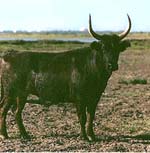 Race bovine camarguaise