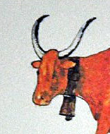 Robes et forme des cornes du Taureau Camargue - (9 - 12)