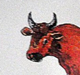 Robes et forme des cornes du Taureau Camargue - (8 - 12)