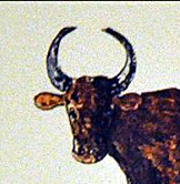 Robes et forme des cornes du Taureau Camargue - (10 - 12)