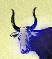 Robes et forme des cornes du Taureau Camargue - (12 - 12)
