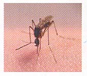 Surveillance du virus du West Nile.