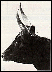 La mort de Segren