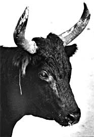 Daniel PELLEGRIN et GOYA (1/2)