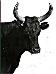 Goya