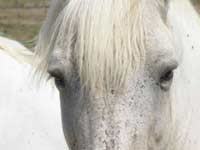 Chevaux de Camargue
