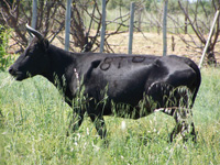 Finale du Trophée des Vaches Cocardières - Philippe Thiers
