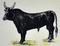 Robes et forme des cornes du Taureau Camargue - (1 - 12)