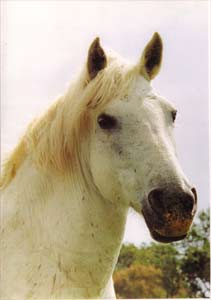 Le cheval Camargue