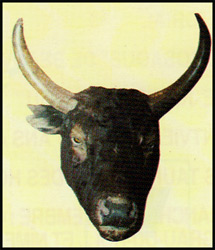 Cosaque de Delbosc-Lafont