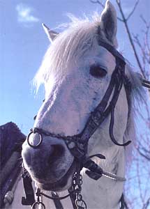 Propos sur le dressage du cheval.