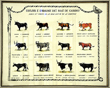 Robes et forme des cornes du Taureau Camargue<br><span style="color:#0000FF;">Sommaire :</span>