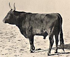 La mort d'un taureau : PROUVENCO
