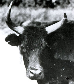 Ourrias (manade Jean Lafont)