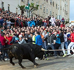 XIIIème Congès national (Ibérique) du toro à la corde.