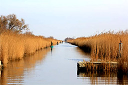 Gallician