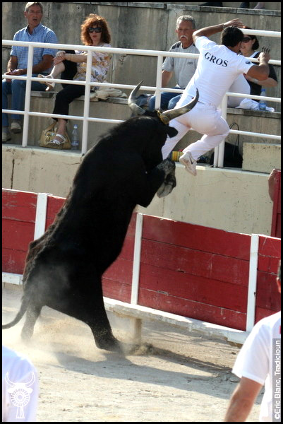Festival de la Camargue et du Delta du Rhône