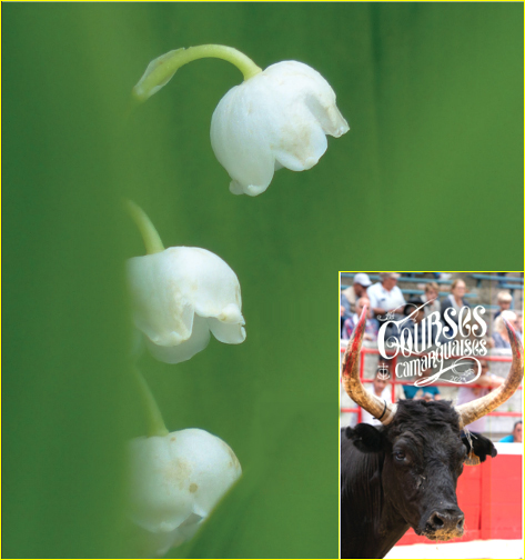MUGUET d'OR 2023 :<br>Un Muguet sans clochettes