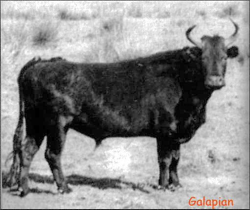 Manade Guillierme : palmarès