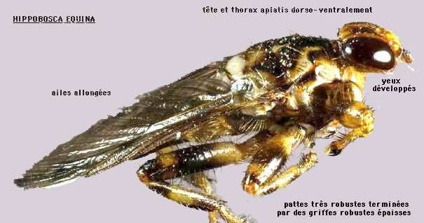 mouche-plate - Bouvine et Traditions