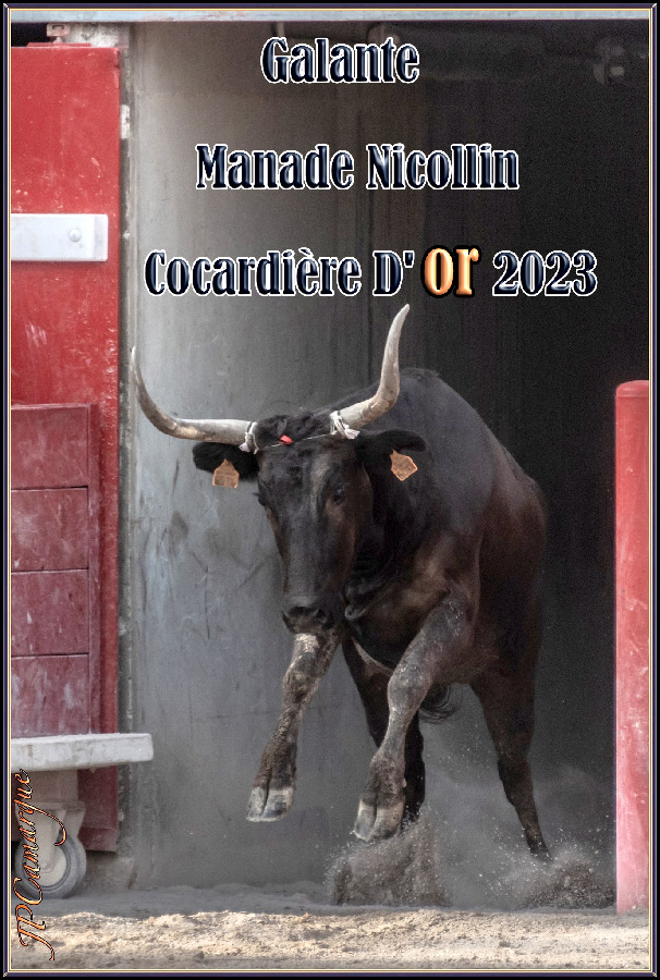 Cocardière d'Or 2023 : Galante - Nicollin