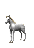 Le dressage du cheval camargue.