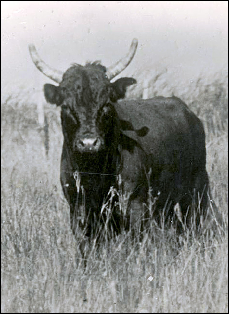 VOVO naissance