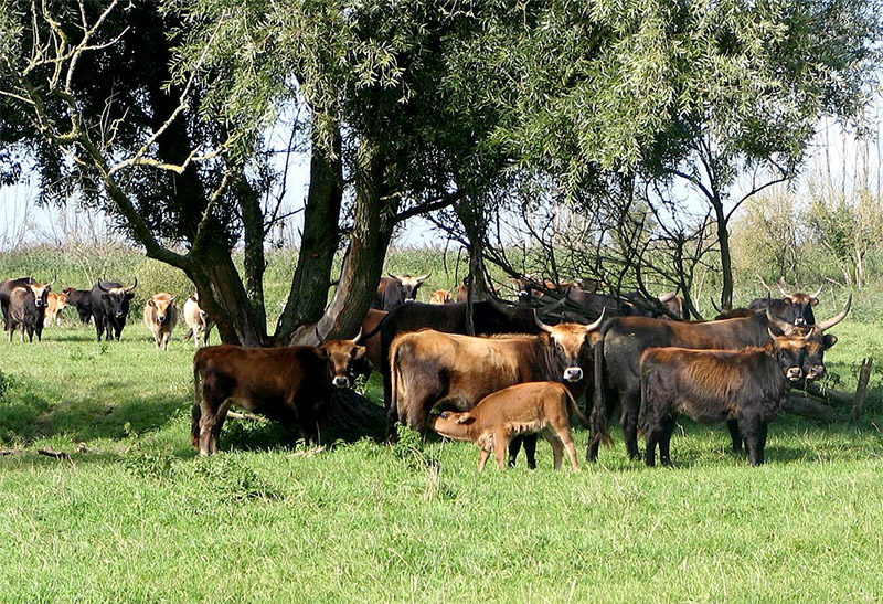 <span style="color:#0000FF;">Trouvé sur le Net :</span><br>Tuberculose bovine : les conditions d'éligibilité à l'abattage sélectif assouplies<br>.