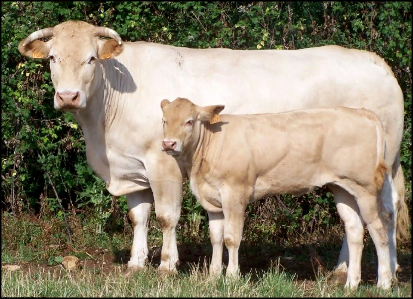Un cas (puis trois) de maladie hémorragique épizootique (MHE) 