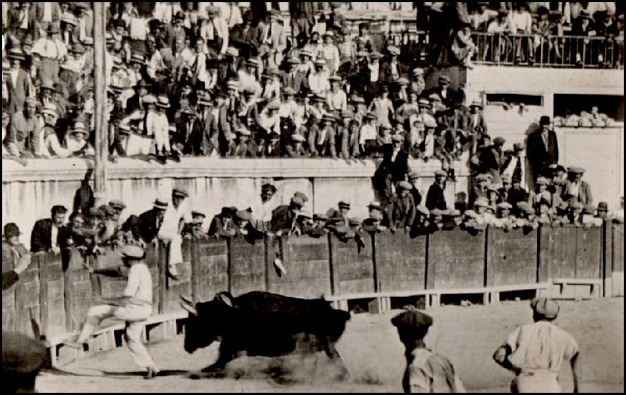 Le Sanglier à Nîmes