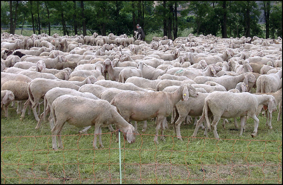 Trouvé sur le Net :<br>Epidémie de "langue bleue" : des foyers détectés dans l'Aveyron et le Tarn