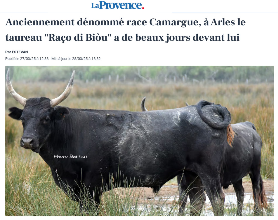 <span style="color:#0000FF;">Trouvé sur le Net :</span><br>Le quotidien "La Provence" nous apprend que le taureau Camargue n'est plus Camargue (sic)
