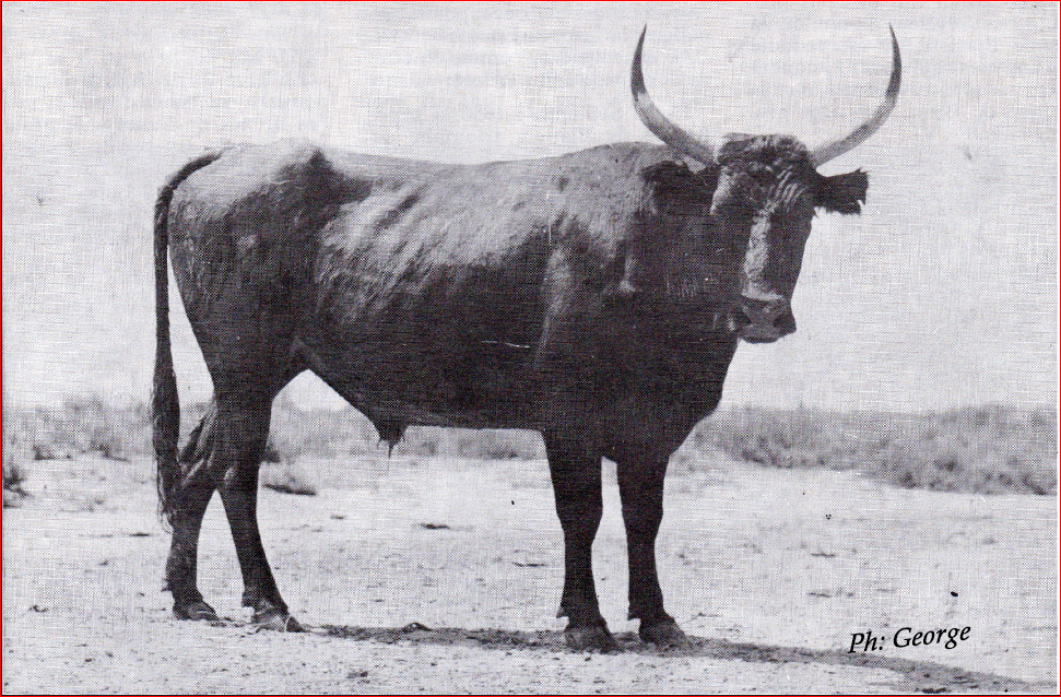 GANDAR, biòugraphie<br>1942 - 1963