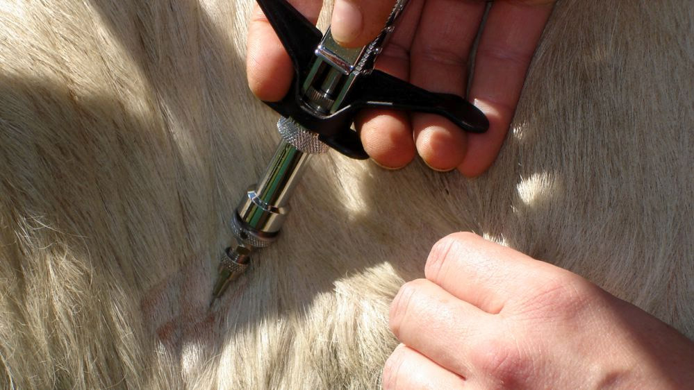 Trouvé sur le Net :<br>Des pistes pour mieux détecter la tuberculose bovine